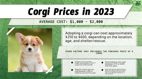 corgi price baguio